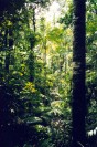 Daintree Rainforest (181K)