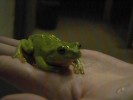 Green Tree Frog (50K)
