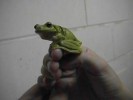 Green Tree Frog (48K)