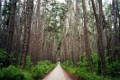Lake Tinaroo Pine Forest (174K)