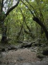 Mossman Gorge Forest (159K)