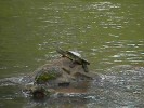 Mungalli Falls Terrapin (100K)