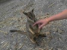 Rock Wallaby (140K)