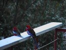 Snow Rosellas (74K)