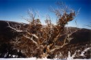 Snow Gum (128K)