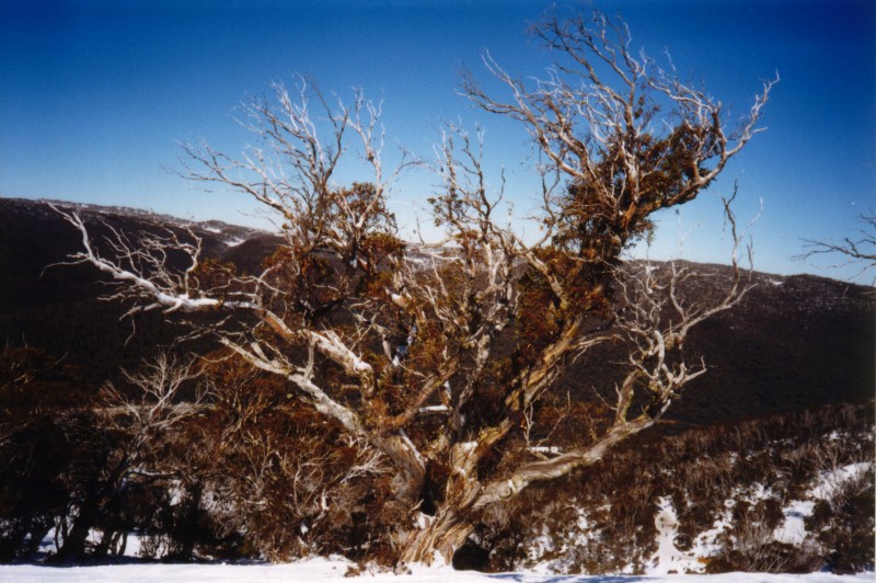 Snow Gum, next is Thredbo Ski Group
