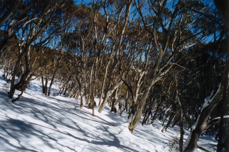 Guthega Snowgums, next is Parachute Rob