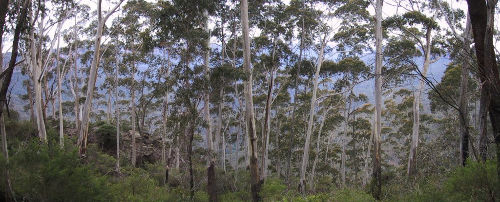 Blue Mountains Gums, next is ??? Valley