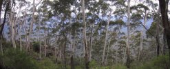 Blue Mountains Gums (151K)