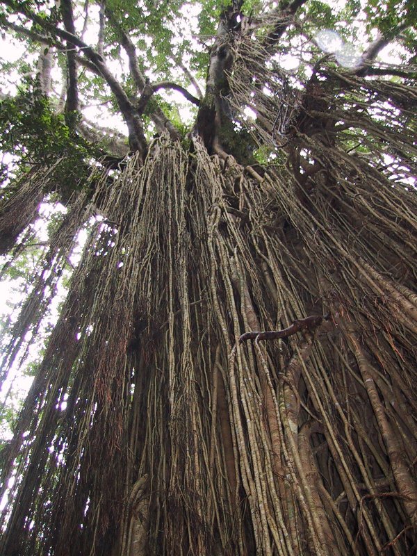 Curtain Fig, next is Curtain Fig Rob