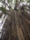 Curtain Fig (187K)