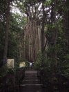 Curtain Fig Rob (152K)