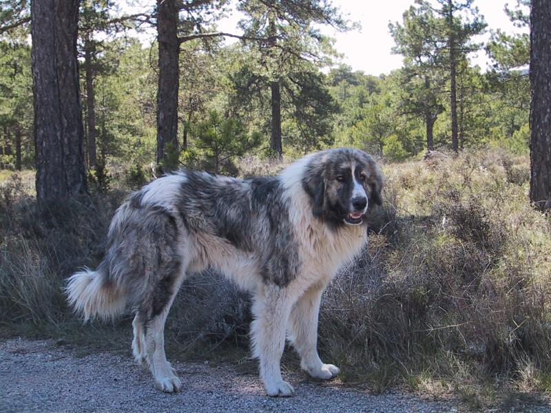 Las Torcas Shephard, next is Fields of Spain