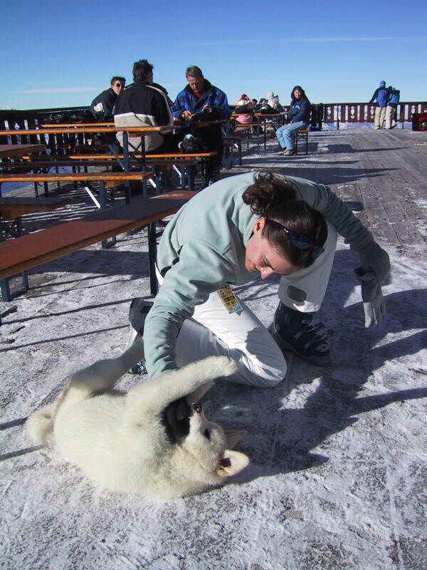 Puppy Flipper, next is Winter Wonderland