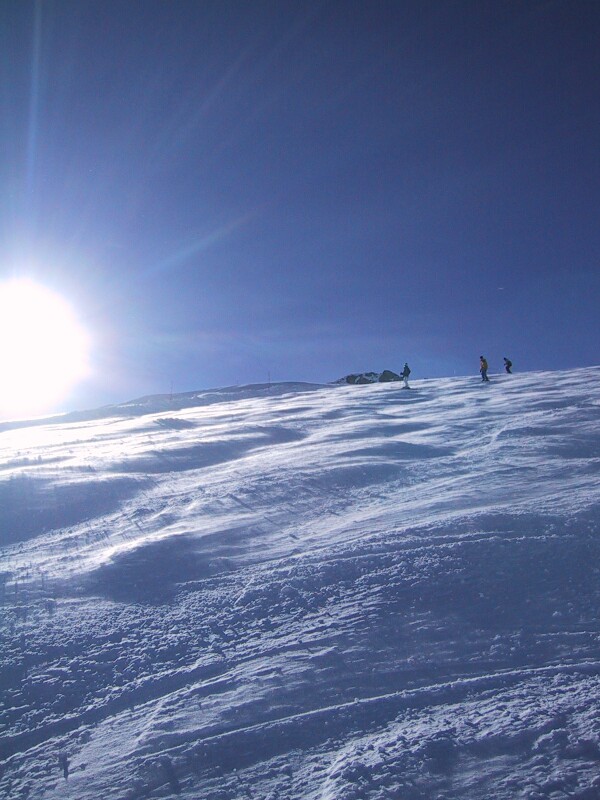 136-3685_img.jpg, next is Mountain Dog
