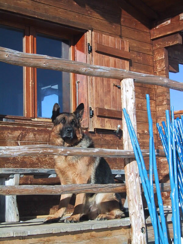 Mountain Dog, next is Val d'Isere Trees