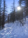 Val d'Isere Trees (186K)
