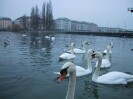 Lake Geneve Swans (112K)
