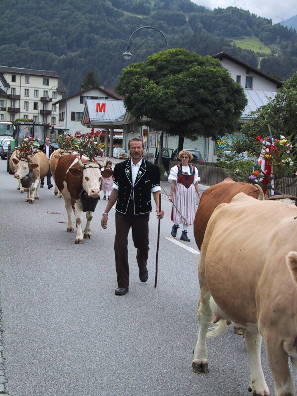 Swiss Day Cattle, next is Intelaken Waterfall