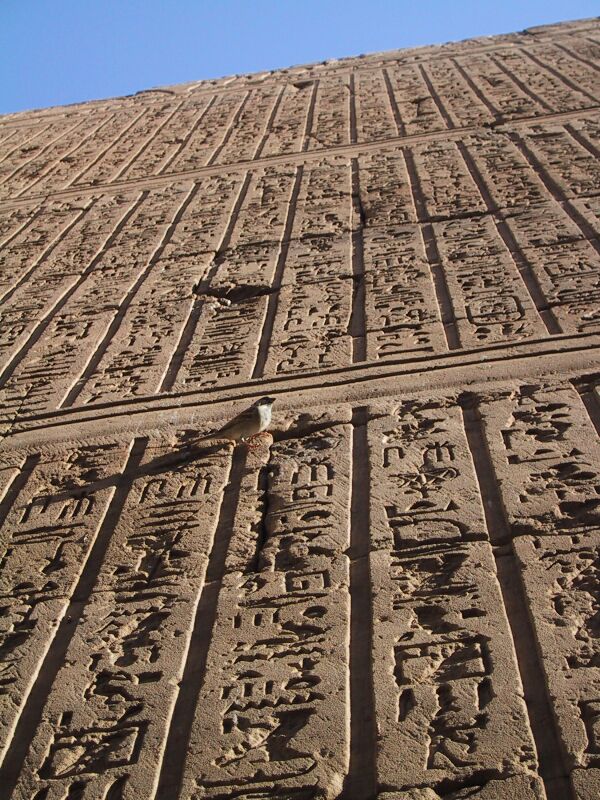 Edfu Hieroglyphs, next is Baggage Rob
