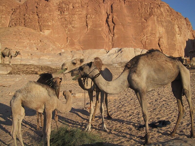 Camel Breakfast, next is Camel Rider's View