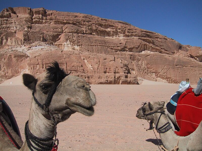 Desert Camels, next is Closed Canyon