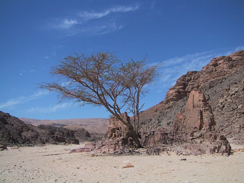 Desert Tree, next is Sinai Desert