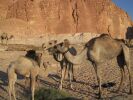 Camel Breakfast (134K)