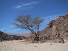 Desert Tree (104K)