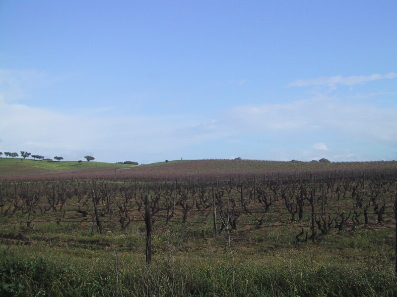 Portugal Vines, next is Monsuraz