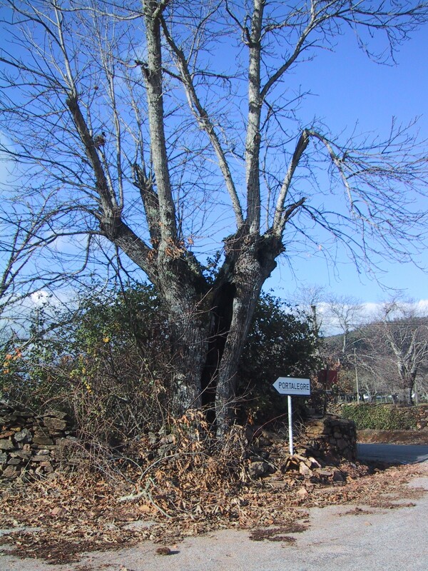 Portuguese Tree, next is Marvao Chapel