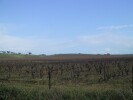 Portugal Vines (103K)