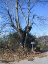Portuguese Tree (240K)