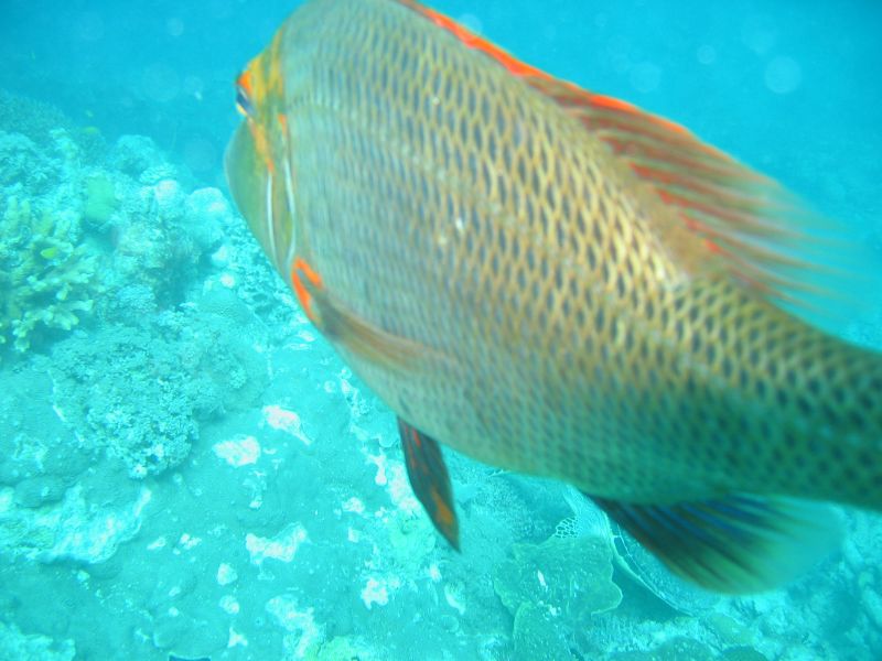 Big Fish, next is Blue Clam