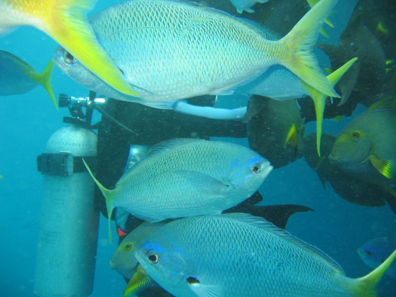 Fish Frenzy, next is Joe's Beach Kayaks