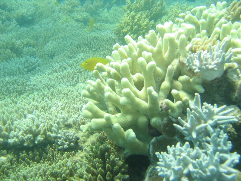 Hook Coral, next is Peter Bay River Bed