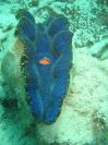 Blue Clam (123K)