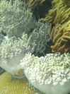Hook Coral (96K)
