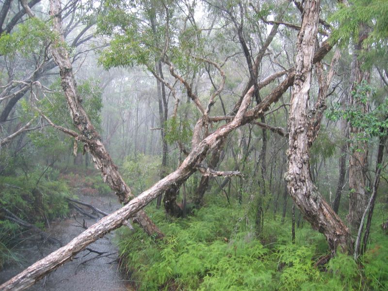 Cooloola Bush, next is Wabby Sean