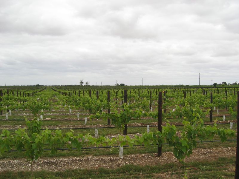 Wynns Vines, next is Big Lobster