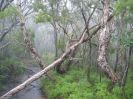Cooloola Bush (142K)