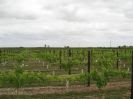 Wynns Vines (85K)