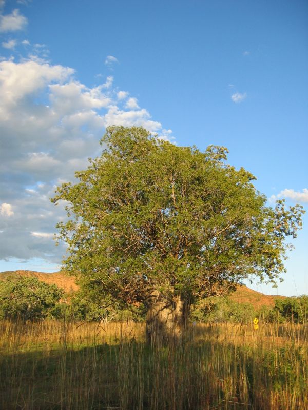 Camp Tree, next is Kimberly Sunset