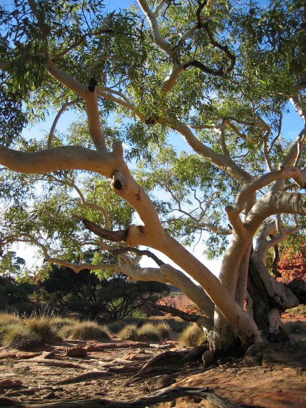Kings Canyon Ghost Gum, next is Kings Canyon Rob