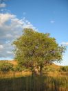 Camp Tree (106K)