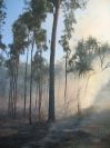 Kakadu Fire (103K)