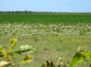 Mamukala Wetlands (111K)