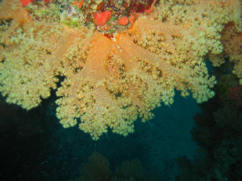 Tree Soft Coral, next is Glass Fish