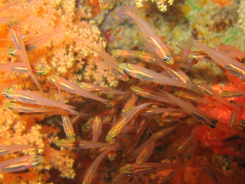 Glass Fish, next is Pink Aneneme Fish