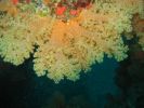 Tree Soft Coral (83K)